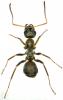 Formica sp.